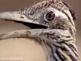 مستند حیات وحش | حمله مار سمی به پرنده کوکو (کوکوسان)