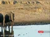 همزیستی زیبای حیوانات در کنار یک برکه در صحرای آفریقا