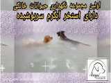 استخر و بازی سگ‌های آبی‌ستاد