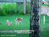 37 حیوان بامزه