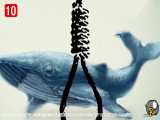 چالش جهانی نهنگ آبی دو قربانی در ایران گرفت