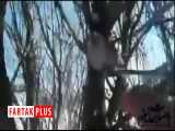 ویدئویی تلخ از یخ زدن پرندگان روی شاخه درخت در سرمای خلخال 