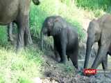کمک کردن فیل مادر به بالا آمدن بچه اش.