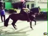 رقص زومبای فوق العاده زیبای اسب با آهنگ محسن لرستانی