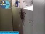 شکار حیرت انگیز و عجیب موش توسط عنکبوت!