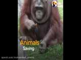 Animals Rescue Other Animals In Need | The Dodo Top 5