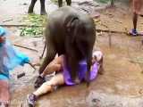 علاقه شدید بچه فیل به یک خانم جوان