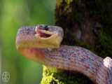 حیات وحش زیبای کاستاریکا