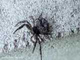 10 تا از شگفت انگیز ترین عنکبوت های جهان