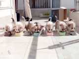 بچه حیوانات سوپر بامزه و خنده دار - قسمت 7 - Cute Baby Animals