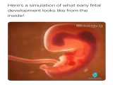 مراحل تکامل جنین
