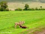 حیات وحش، حمله دو شیر ماده به گله بوفالو برای شکار گوساله