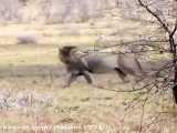 Lion filmed having a seizure after hunting a wildebeest