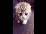بچه حیوانات سوپر بامزه و خنده دار - قسمت 11 - Cute Baby Animals