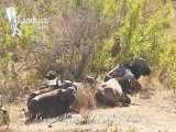 حیات وحش، کمین جالب شیر نر در چند متری گله بوفالو