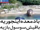 ۵۲ حیوان بامزه