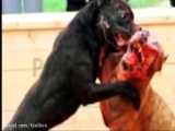8 سگ تهاجمی و خطرناک جهان
