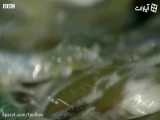 تولید به قیمت جانپذیر