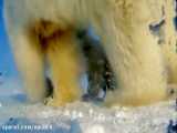 مستند حیات وحش: «خرس قطبی ، جستجو در یخ ها» قسمت 1 زبان اصلی