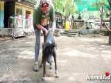 نجات حیوانات از مرگ - امداد حیوانات  بخش 11