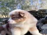 بچه حیوانات سوپر بامزه و خنده دار - قسمت 16 - Cute Baby Animals