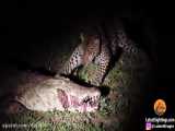حیات وحش، لحظه ربودن شکار از دهان کروکودیل توسط پلنگ