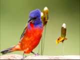 پرنده شنل منقش، جلوه‌ای از نقاشی پروردگار