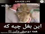 57 حیوان بامزه