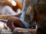 ویدیو زیبا و دیدنی از اختاپوس های عجیب و غریب