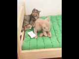 بچه حیوانات سوپر بامزه و خنده دار - قسمت 21 - Cute Baby Animals