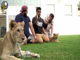 چالش خنده دار و خطرناک غذا خوردن با شیر گرسنه - Lion Eating Challenge