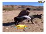 زن خوردن یک مرد با خر