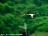 کلیب زیبای شکار ماهی توسط عقاب