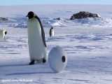 بازی پنگوئن ها با دوربین فیلمبرداری