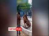 حمله شیر به یک مرد از داخل قفس 