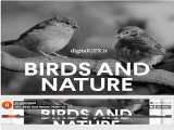 مجموعه صداهای پرندگان و طبیعت  Sound Birds and Nature