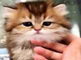 بچه حیوانات سوپر بامزه و خنده دار - قسمت 31 - Cute Baby Animals