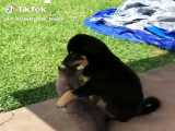 بچه حیوانات سوپر بامزه و خنده دار - قسمت 33 - Cute Baby Animals