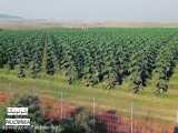 part 2 - مزارع تحت کشت درختان پائولونیا در کشور بلغارستان - ۰۹۳۳۱۲۰۳۰۰۲
