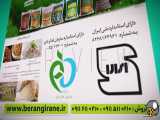 تهیه برنج به صورت عمده در نقاط شمالی