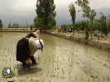 خرید برنج شمال با قیمت ارزان