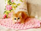 Beautiful british shorthair kitty rare color
