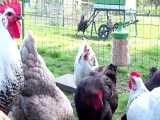 گزارشی از پرورش مرغ بومی وتولیدتخم مرغ