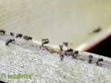 ۵ واقعیت عجیب و جالب درباره مورچه ها که نمی دانستید