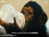 وقتی بچه شامپانزه ها بالا رفتن از سطوح رو یاد می گیرند
