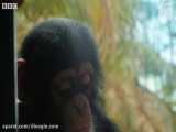 تجربه اولین حضور بچه شامپانزه ها در جنگل