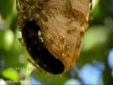 12 واقعیت جالب درباره زنبورهای دوست داشتنی