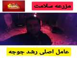 عوامل تشویق رشد جوجه‌ها
