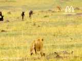 حیات وحش، حمله شیر برای شکار بوفالو و کرگدن