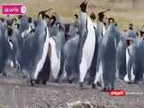 دعوای جالب پنگوئن ها میان یک عالمه برف در قطب
